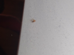 Drosophilidae