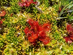 Drosera uniflora