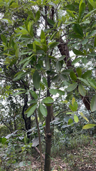 Alstonia scholaris