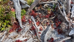 Drosera uniflora
