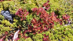 Drosera uniflora