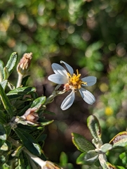 Chiliotrichum diffusum