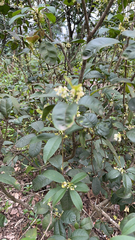 Osmanthus fragrans