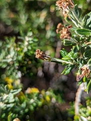 Chiliotrichum diffusum
