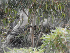 Buteo jamaicensis
