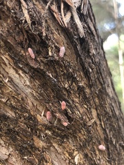 Coelostomidia zealandica