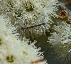 Enchoptera apicalis