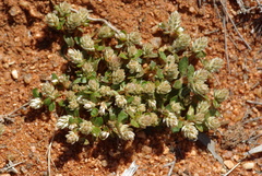 Gomphrena verecunda