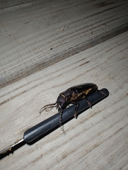 Mallodon spinibarbis
