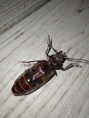 Mallodon spinibarbis