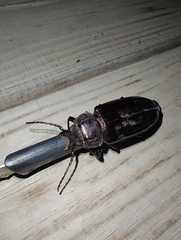 Mallodon spinibarbis