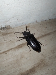 Mallodon spinibarbis