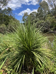 Cordyline australis