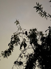 Ninox novaeseelandiae