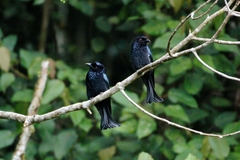 Dicrurus hottentottus