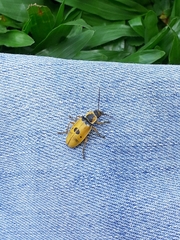 Chauliognathus flavipes