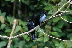 Dicrurus hottentottus