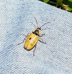 Chauliognathus flavipes