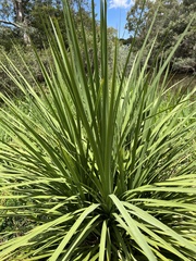 Cordyline australis