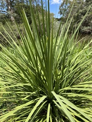 Cordyline australis