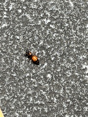 Opisthopsis picta