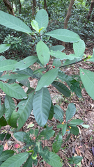 Psychotria asiatica