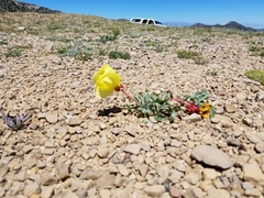 Oenothera howardii