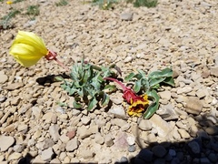 Oenothera howardii