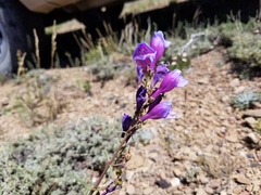 Penstemon comarrhenus