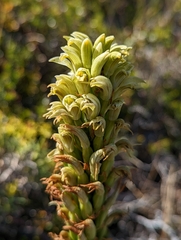 Chloraea leptopetala