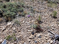 Penstemon comarrhenus
