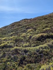 Chloraea leptopetala