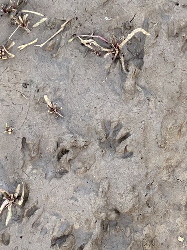 Raccoon Tracks – Naturetracking