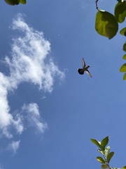 Cynanthus latirostris