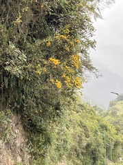 Handroanthus chrysanthus