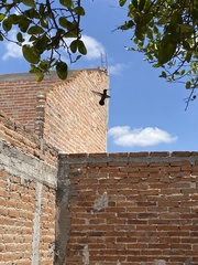 Cynanthus latirostris