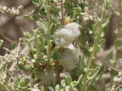 Asphondylia floccosa