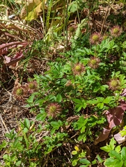 Acaena ovalifolia