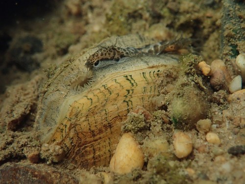 Wavyrayed Lampmussel