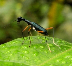 Neocollyris