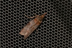 Calguia defiguralis