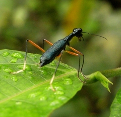 Neocollyris