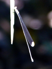 Mecistogaster ornata