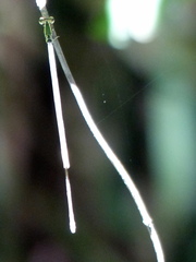 Mecistogaster ornata