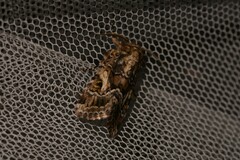 Spodoptera umbraculata