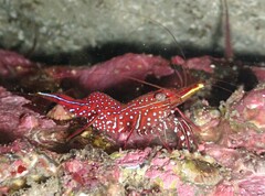 Rhynchocinetes serratus