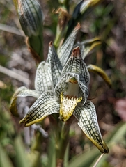 Chloraea magellanica