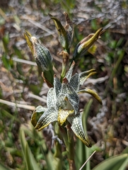 Chloraea magellanica