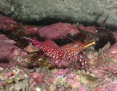 Rhynchocinetes serratus