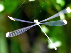 Mecistogaster ornata